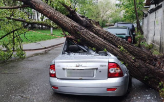 Негода у Києві: дерева привалили авто, проїзну частину та лінію електромережі
