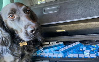 Чотирилапа кінологиня знайшла в автомобілі закарпатця схованки із цигарками