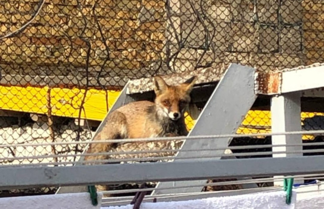В Одесі все частіше на вулицях зустрічаються дикі лисиці – фахівець розповів, як з ними поводитися