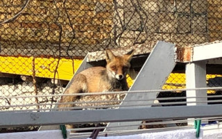 В Одессе все чаще на улицах встречаются дикие лисы – специалист рассказал, как с ними обращаться