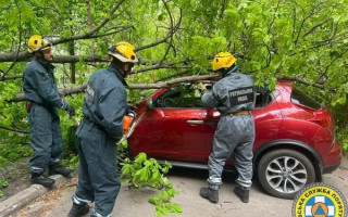 В Киеве непогода на выходных повредила или свалила 107 деревьев
