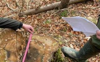 Незаконна порубка лісу на 900 тисяч гривень: на Буковині судитимуть експосадовця лісового господарства