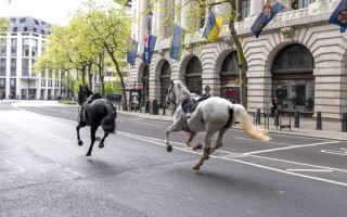 В центре Лондона армейские кони вырвались на свободу: несколько человек пострадали, фото