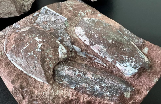 Тернополянин пытался незаконно отправить за границу по почте камни с отпечатками существ, которым более 400 млн лет