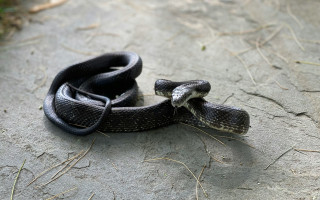 На Львовщине из-за укусов змей госпитализировали двух человек