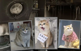 У Китаї кота, який спалив будинок, відправили на «роботу» для відшкодування збитків: фото