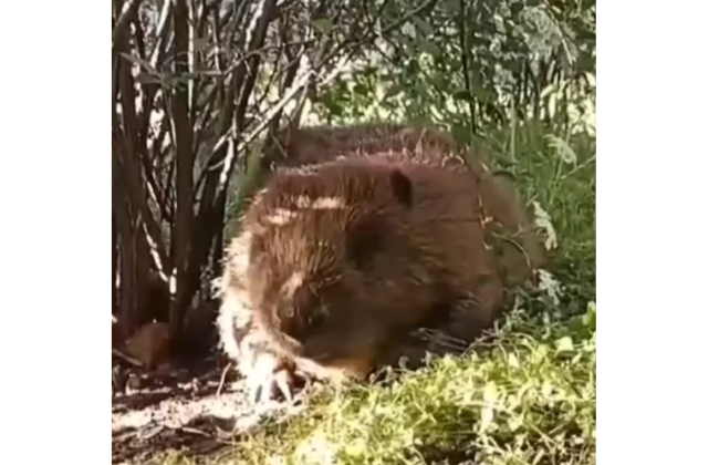 В Киеве спасли бобра, заблудившегося между жилыми домами на Троещине
