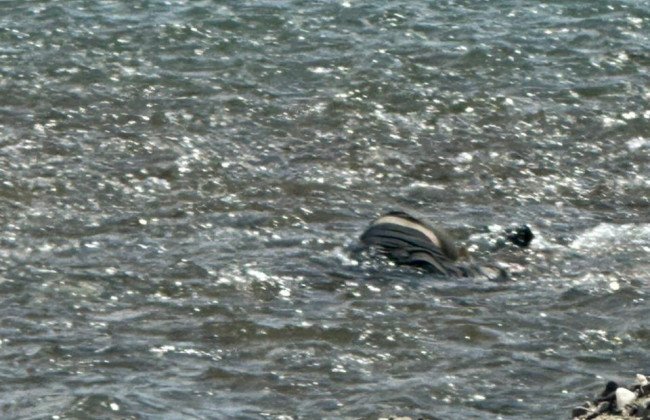 На Закарпатье из Тисы вытащили тела 3 утопленников, 2 удалось идентифицировать