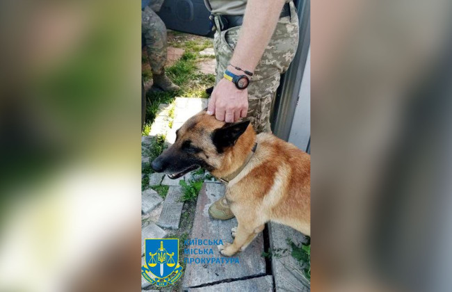 В Киеве мужчина застрелил соседскую бельгийскую овчарку, привезенную из АТО