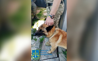 В Киеве мужчина застрелил соседскую бельгийскую овчарку, привезенную из АТО