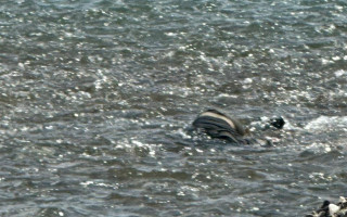 На Закарпатье из Тисы вытащили тела 3 утопленников, 2 удалось идентифицировать