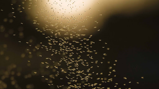 Киевлян атакуют рои мошек: врачи предупреждают о риске летальных исходов