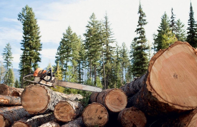В Хмельницкой области коммунальное предприятие возместит государству 1,2 млн грн из-за рубки деревьев