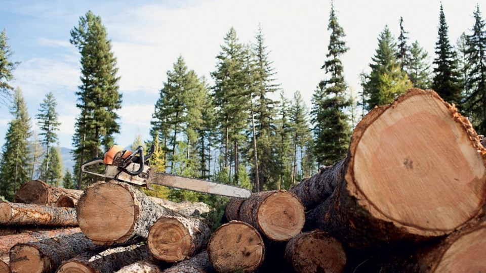 В Хмельницкой области коммунальное предприятие возместит государству 1,2 млн грн из-за рубки деревьев