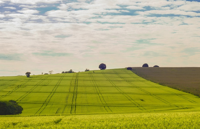 «Земельний банк»: Парламент врегулював розподіл надходжень від оренди державних земель