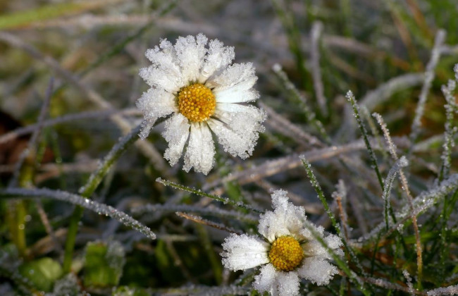 Ночью в некоторых областях Украины синоптики прогнозируют заморозки на поверхности почвы