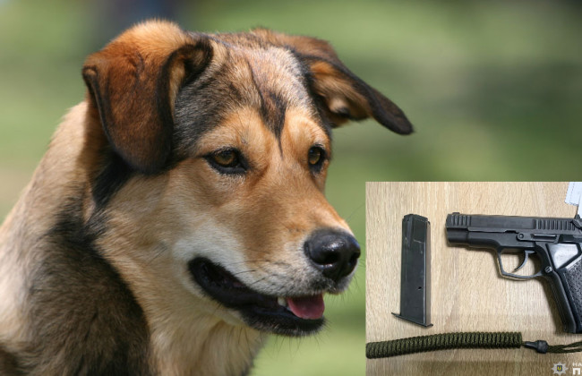 В Чернигове мужчина выстрелил в собаку из травматического пистолета: ему грозит до 3 лет заключения