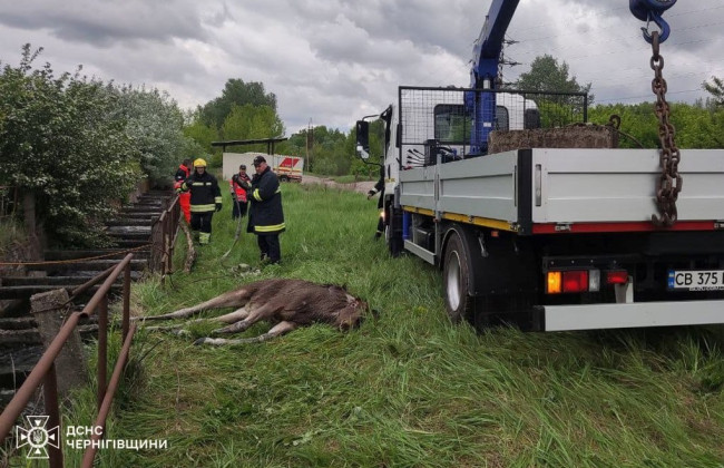 На Черниговщине спасли лося, упавшего в водное сооружение: фото