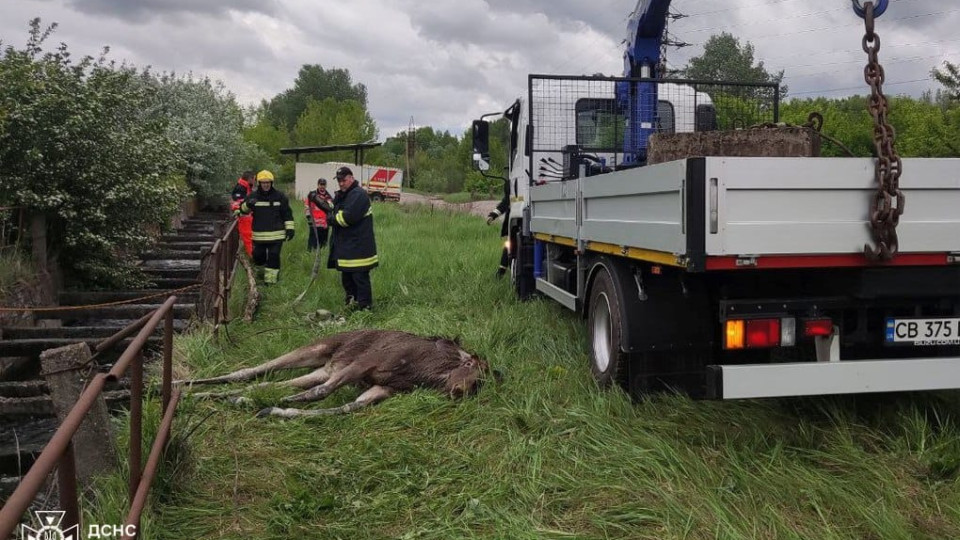 На Чернігівщини врятували лося, який впав до водної споруди: фото