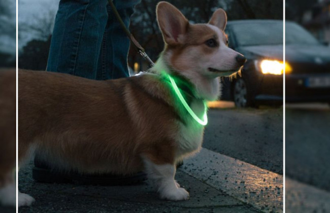 Киевлянам напомнили, как нужно помечать собаку в темное время суток