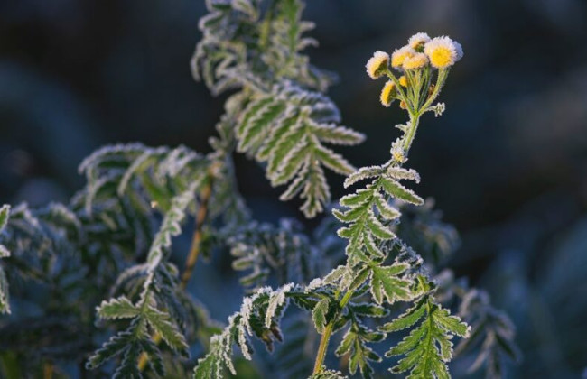В Украине 13 мая ожидаются небольшие дожди и заморозки