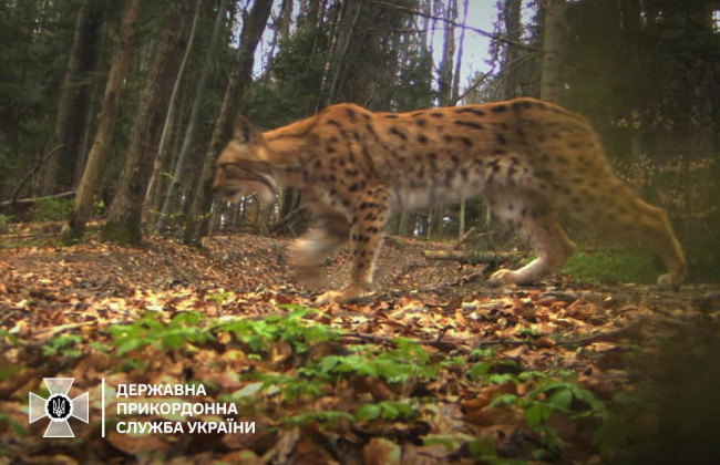 У ДПСУ зафіксували рись, яка контролювала кордон, фото