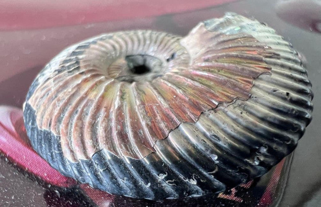 52 окаменелости моллюсков юрского периода направлялись в Канаду под видом декораций для аквариума