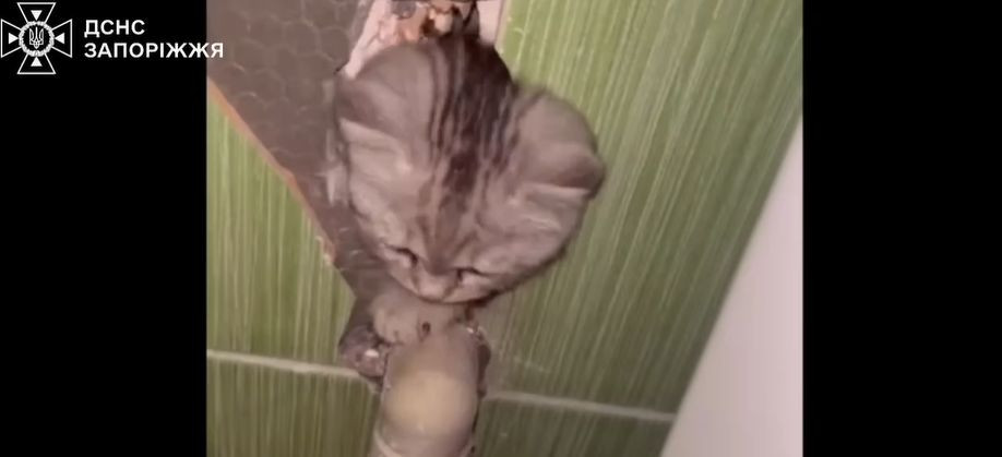 В Запорожье чрезвычайники спасли котенка, оказавшегося в бетонной ловушке: видео