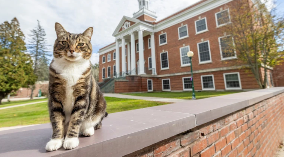 В университете США кот получил степень доктора наук
