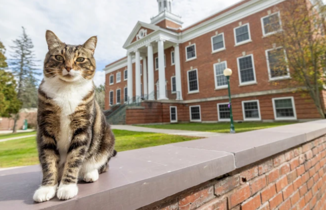 В университете США кот получил степень доктора наук
