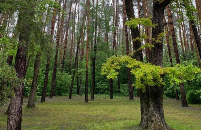 В Киеве приняли решение о создании девяти новых заповедных объектов