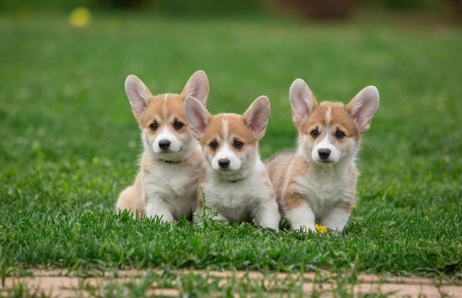 «Продавали» щенков элитной породы за 5 тысяч гривен: в Полтаве будут судить мошенников