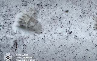 ДПСУ виявила збільшення присутності ведмедів поруч із румунським кордоном, фото