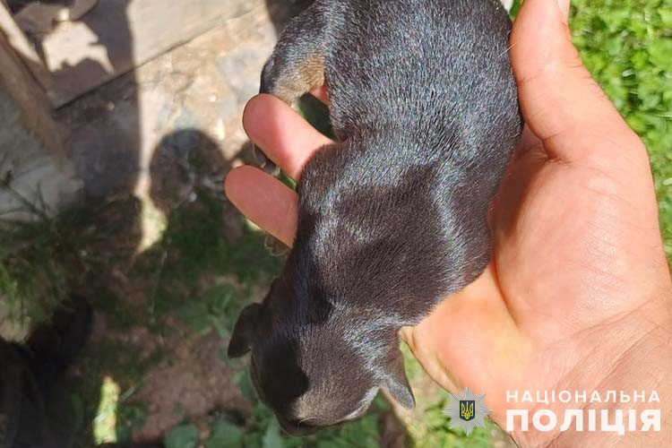 В Тернополе 65-летняя женщина закопала живых щенков в лесополосе