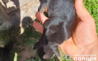 У Тернополі 65-річна жінка закопала живих цуценят у лісосмузі