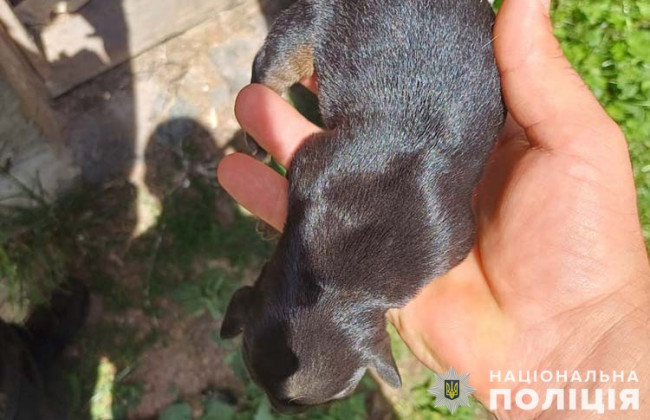 В Тернополе 65-летняя женщина закопала живых щенков в лесополосе