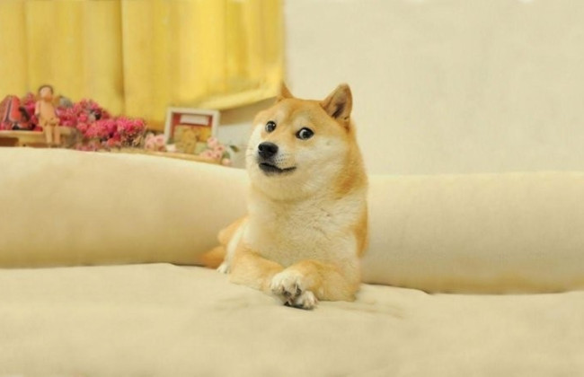 Померла легендарна собачка-мем Кабосу, яка стала символом криптовалюти Dogecoin: фото
