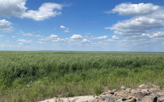 На місці Каховського водосховища утворився густий ліс, а на берегах з'явились мушлі, — еколог