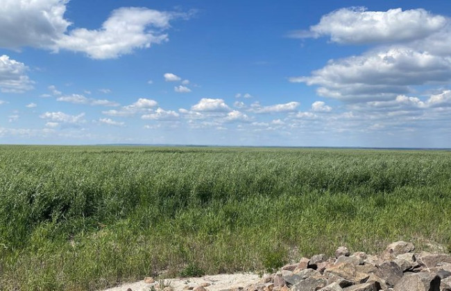 На месте Каховского водохранилища образовался густой лес, а на берегах появились ракушки,—- эколог