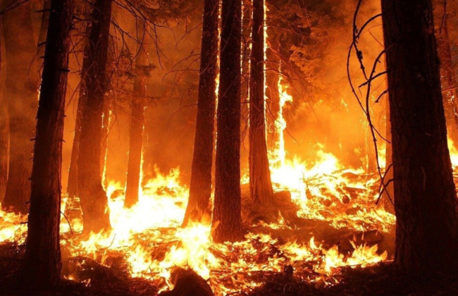 Пожарный и чиновник обвиняются в причастности к лесным пожарам, которые привели к гибели 130 человек