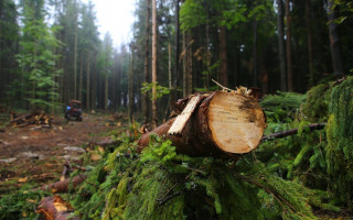 Розтрата державного майна лісопідприємства: на Вінниччині судитимуть організовану групу