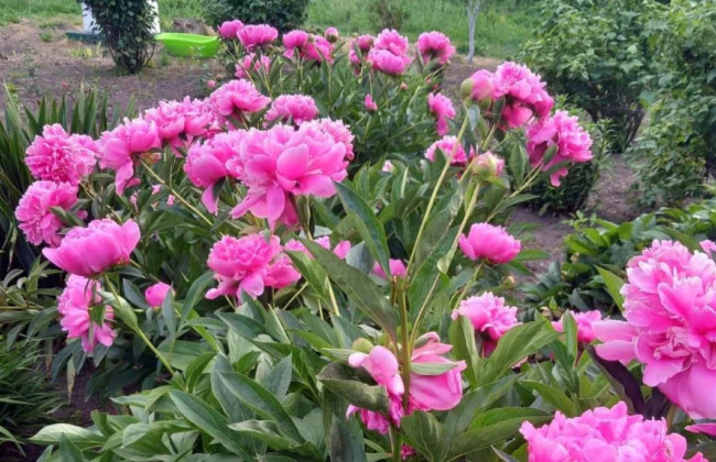 На Волыни женщина опубликовала фото пионов с цветника, а на утро цветы украли