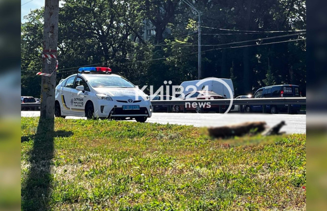 В Киеве сбили косулю на дороге – что известно