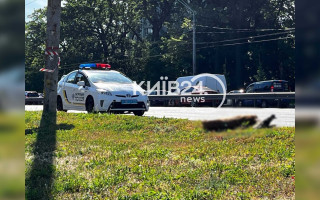У Києві збили косулю на дорозі – що відомо