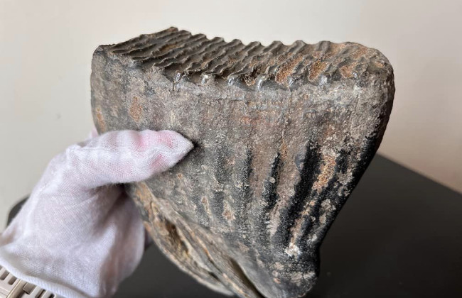 Прикарпатець намагався відправити до Катару зуб мамонта