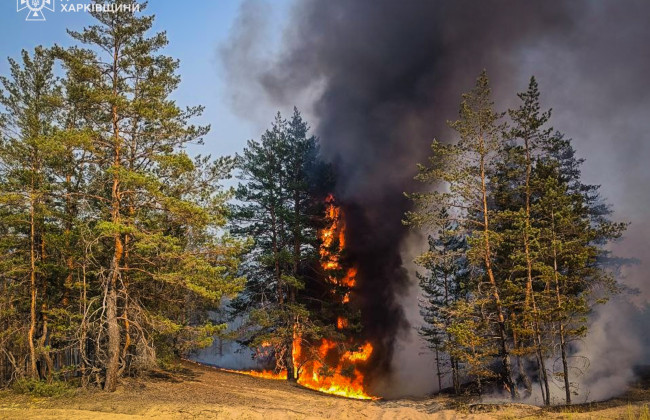 На Харьковщине горит более 2300 га лесов