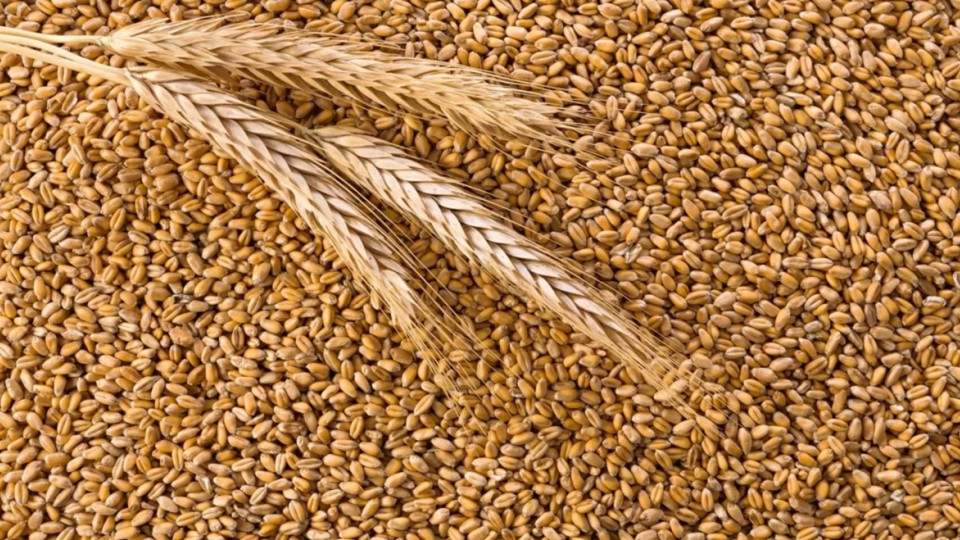 Євросоюз затвердив підвищені мита на імпорт зерна з рф та Білорусі