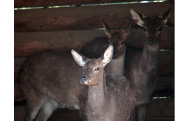 В Киеве будут судить мужчину, в авто которого на блокпосте обнаружили 9 оленей, один из которых погиб