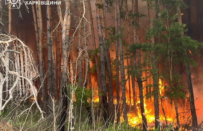 На Харьковщине пылает более 3 700 гектаров лесов