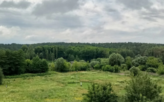 В Хмельницкой области государству вернули почти 300 га леса